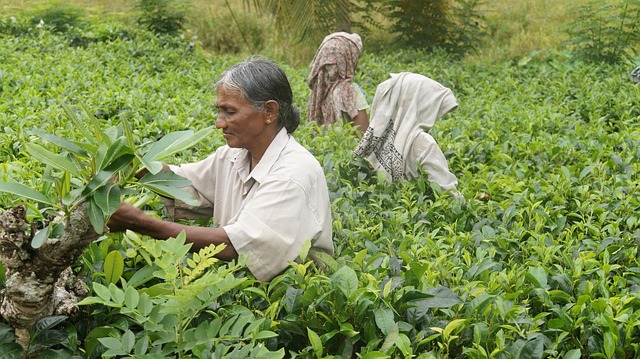Srí Lanka